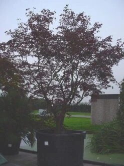 Japanse Esdoorn (Acer Palmatum 'Bloodgood') -OL Planten Winkel 20070701222051 12 1