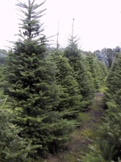 Koreaanse Zilverspar (Abies Koreana) -OL Planten Winkel 20070701225427 6 1