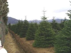 Nordmann-spar (Abies Nordmanniana) -OL Planten Winkel 20070701225556 21