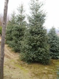 Spaanse Den (Abies Pinsapo 'Glauca') -OL Planten Winkel 20070701230024 6 1