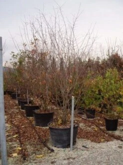 Canadese Krentenboom (Amelanchier Canadensis) 5 Canadese Krentenboom (Amelanchier Canadensis) -OL Planten Winkel 20070703144512 4