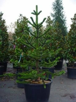 Apeboom (Araucaria Araucana) 24 Apeboom (Araucaria Araucana) -OL Planten Winkel 20070704140843 17 1