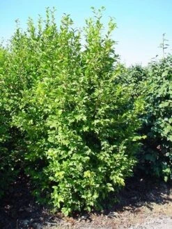 Camelia (Camellia Sasanqua) -OL Planten Winkel 20070711001711 18 9 9 2