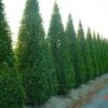 Haagbeuk Als Pyramide (Carpinus Betulus 'Fastigiata' ) -OL Planten Winkel 20070717190135 3