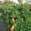 Granaatappel Als Halfstam(Punica Granatum 'Wonderful') -OL Planten Winkel 20070801142845 7 1