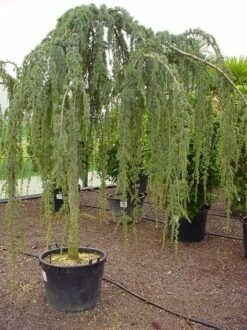 Treurceder Als Boom (Cedrus Libani 'Glauca Pendula') -OL Planten Winkel 20070814155015 9 1