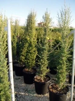 Zuilvormige Ceder (Cedrus Libani 'Fastigiata') -OL Planten Winkel 20070814180447 10 1