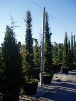 Zuilvormige Ceder (Cedrus Libani 'Fastigiata') -OL Planten Winkel 20070814180521 10