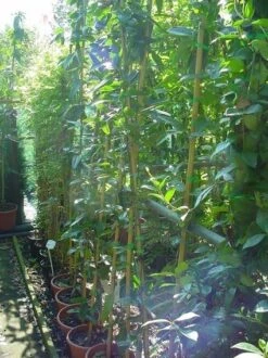 Bosrank, Groenblijvend (Clematis Armandii) -OL Planten Winkel 20070814193958 5