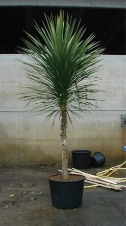 Cordyline (Cordyline Australis) -OL Planten Winkel 20070816135339 8