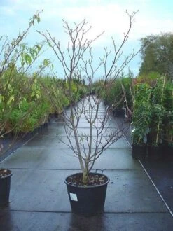 Reuzenkornoelje (Cornus Controversa 'Variegata') -OL Planten Winkel 20070816183642 11 1