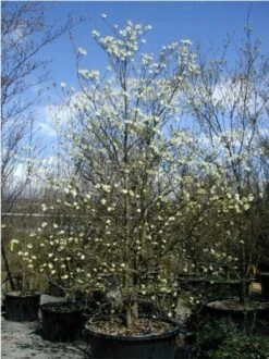 Veelbloemige Kornoelje (Cornus Florida 'Cloud Nine') -OL Planten Winkel 20070903141713 8