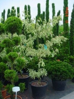 Reuzenkornoelje (Cornus Controversa 'Variegata') -OL Planten Winkel 20070903144245 7