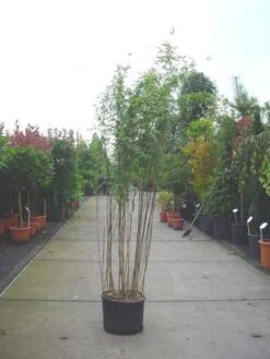 Bamboe (Fargesia Nitida 'Nymphenburg') -OL Planten Winkel 20070905144525 4