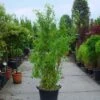Niet Woekerende Bamboe (Fargesia Murieliae 'Jumbo') -OL Planten Winkel 20070905151215 7