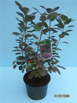Pruikenboom Als Struik (Cotinus Coggygria 'Royal Purple') -OL Planten Winkel 20070905160525 15