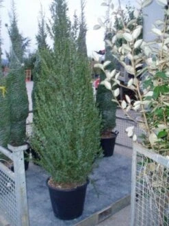 Jeneverbes (Juniperus Communis 'Hibernica') -OL Planten Winkel 20070925230406 7