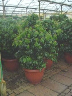 Rotsheide (Pieris Japonica) -OL Planten Winkel 20071029230131 14 7 7