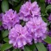Rhododendron (Rhododendron Catawbiense 'Boursault') -OL Planten Winkel 20071114115313 1 1