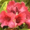Rhododendron (Rhododendron 'Dopey') -OL Planten Winkel 20071114120752 2 2