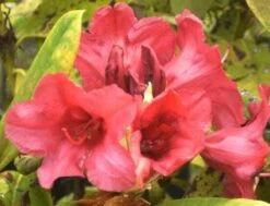 Rhododendron (Rhododendron 'Dopey')