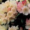 Dwergrhododendron (Rhododendron 'Dusty Miller') -OL Planten Winkel 20071114122256 2
