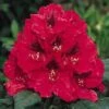 Rhododendron (Rhododendron 'Lord Roberts') -OL Planten Winkel 20071114152649 2 2