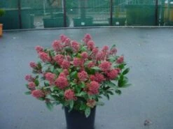 Skimmia (Skimmia Japonica 'Rubella') -OL Planten Winkel 20071120225150 8
