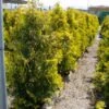Thuja (Thuja Occidentalis 'Sunkist') -OL Planten Winkel 20071126132727 5
