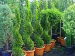 Conifeer Als Spiraal (Thuja Occidentalis 'Smaragd') -OL Planten Winkel 20071126132831 3 1