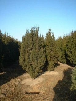 Taxus (Taxus Media 'Hicksii') -OL Planten Winkel 20071130100003 12 2