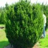Taxus (Taxus Media 'Hicksii') -OL Planten Winkel 20071130100035 12 1