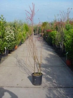 Tamarisk (Tamarix Gallica) -OL Planten Winkel 20071130104724 5