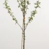 Mini-pruim (Prunus Domestica(mini)) -OL Planten Winkel 20080527215915 1