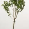 Dwerg Kers (Prunus Avium (dwerg)) 1 Dwerg Kers (Prunus Avium (dwerg)) -OL Planten Winkel 20080527220539 1