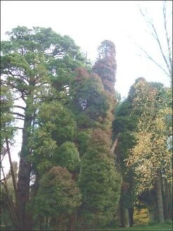 Sikkelden (Cryptomeria Japonica 'Elegans') 14 Sikkelden (Cryptomeria Japonica 'Elegans') -OL Planten Winkel 20080611115709 6 1