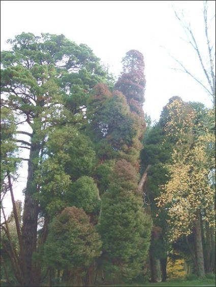 Sikkelden (Cryptomeria Japonica 'Elegans') 5 Sikkelden (Cryptomeria Japonica 'Elegans') - Afbeelding 3