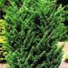 Jeneverbes (Juniperus Chinensis 'Blaauw') -OL Planten Winkel 20080611115840 2