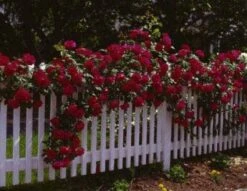 Klimroos (Rosa 'Paul's Scarlet Climber') -OL Planten Winkel 20080625084425 4