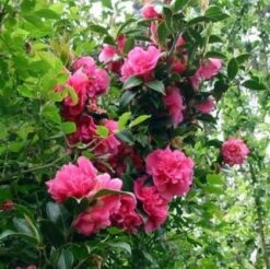 Camelia (Camellia, Rose) -OL Planten Winkel 20080709091825 20 4