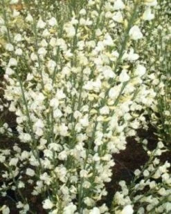 Brem (Cytisus Praecox 'Albus') -OL Planten Winkel 20080709095512 4 2 2