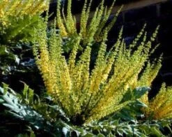 Mahoniestruik (Mahonia Media 'Charity') -OL Planten Winkel 20080709102617 3