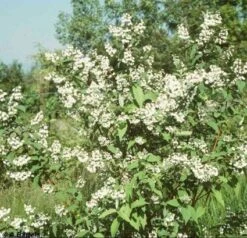 Bruidsbloem (Deutzia Magnifica) -OL Planten Winkel 20080709115428 15 3