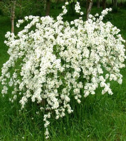 Exochorda (Exochorda Macrantha 'The Bride') 4 Exochorda (Exochorda Macrantha 'The Bride') - Afbeelding 2