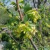Gele Ribes (Ribes Odoratum) -OL Planten Winkel 20080716085510 2