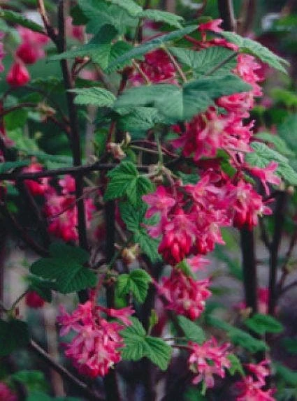 Ribes (Ribes Sanguineum 'King Edward VII') 4 Ribes (Ribes Sanguineum 'King Edward VII') - Afbeelding 2