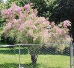 Tamarisk (Tamarix Ramosissima) -OL Planten Winkel 20080716101500 3