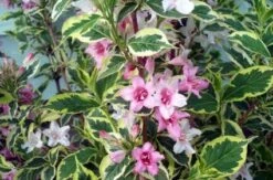 Weigela (Weigela Florida 'Variegata') -OL Planten Winkel 20080716102338 15 3
