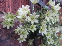 Groenblijvende Clematis (Clematis 'Early Sensation') -OL Planten Winkel 20080717114421 1