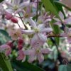 Bosrank, Groenblijvend (Clematis Armandii 'Apple Blossom') -OL Planten Winkel 20080717114904 1